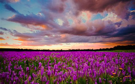 1366x768px Free Download Hd Wallpaper Sunset Field With Purple