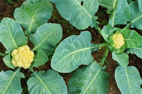 How To Identify And Treat Common Cauliflower Diseases Gardener S Path