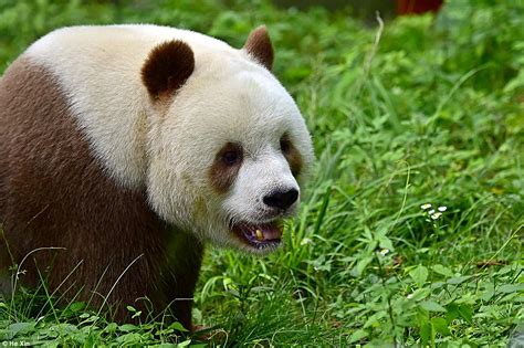 Voici Qizai Lunique Panda Géant Marron Au Monde