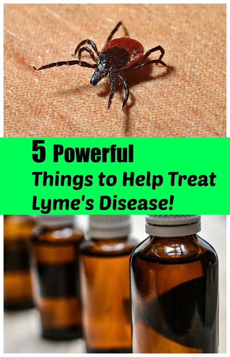 Five Powerful Things To Help In Treating Lyme Disease Wellness Twins