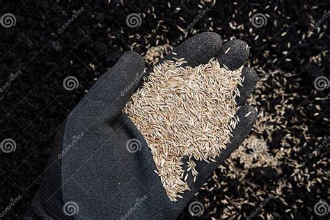 Tall Fescue Grass Seed Up Close Stock Image Image Of Grow Farming