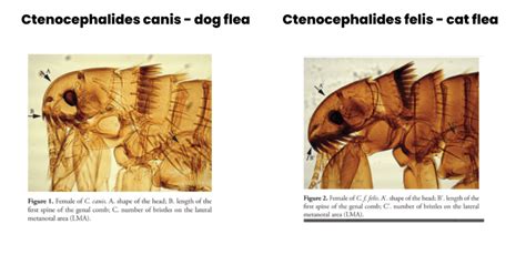 Are Cat Fleas And Dog Fleas The Same