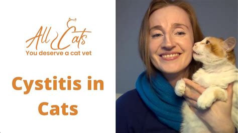 Cystitis In Cats YouTube
