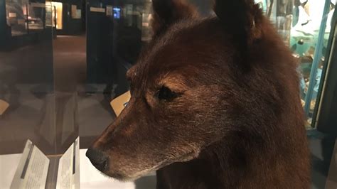 Visiting the Real Life Balto the Wonder Dog - YouTube