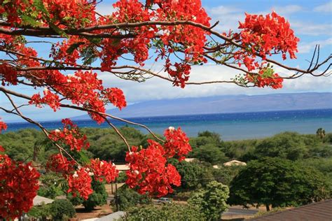 Flamboyant Tree Widely Seen In The British Virgin Islands Puerto