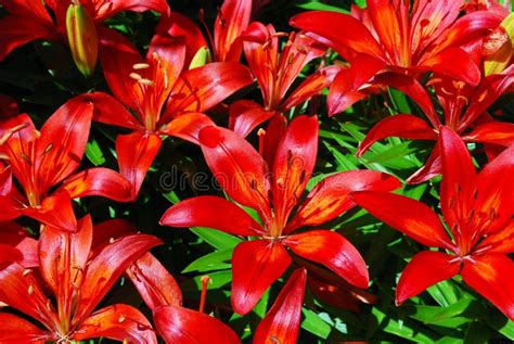 Red Asiatic Lilies Stock Photo Image Of Lilies Stamen 71743316