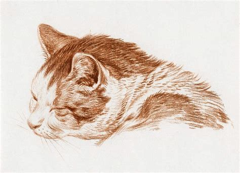 Cat Public Domain Images Free Cc0 Art Vintage Illustrations