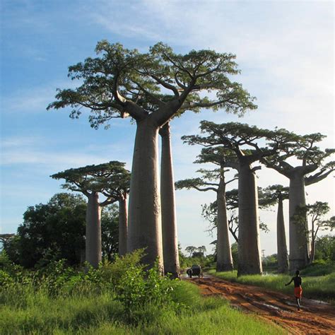 Baobab Grandidier Adansonia Grandidieri