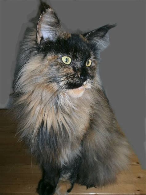 Black is a solid color. Пин на доске Maine Coon - Black Torty Solid