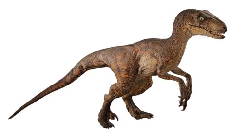 Jurassic World Velociraptor Render 1 By Tsilvadino On Deviantart