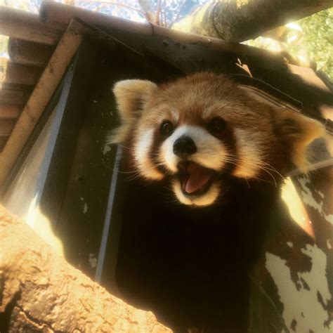 Panda Updates Wednesday April 11 Zoo Atlanta