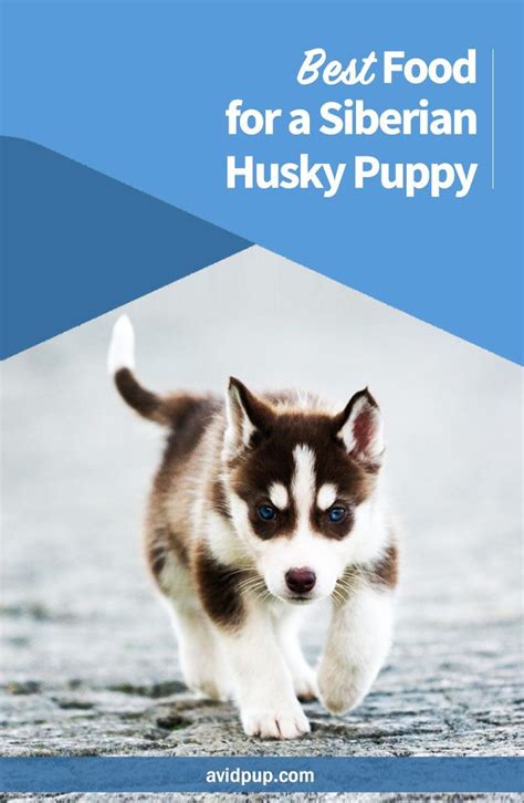 All foods need a healthy serving of good fats to provide the siberian husky puppy with energy and to support coat and skin health. Best Food for a Siberian Husky Puppy | Siberian husky ...
