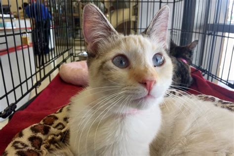 These groups often have many animals that are ready for adoption, and/or can provide advice and assistance when trying to find a new home for a cat. Kittens in Las Vegas looking for their furr-ever homes