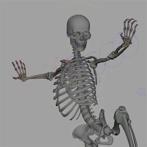 Skeleton Rigged Skeleton Rig Skeletal System 3d Model Rigged Cgtrader
