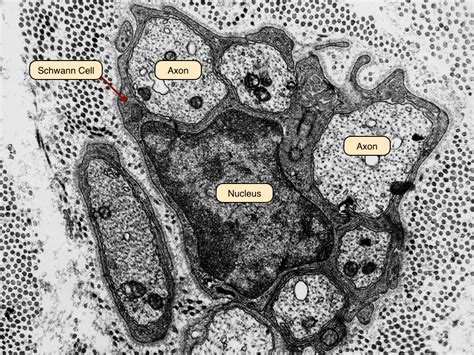 Schwann Cells And Oligodendrocytes Can Also Associate With Axons But Not Wrap Them In Myelin