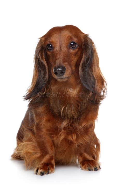 Dachshund Puppy On A White Background Stock Photo Image Of Hair