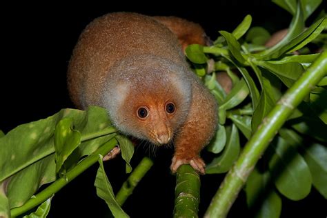 Fascinating Animals That Live In Mangrove Forests Worldatlas