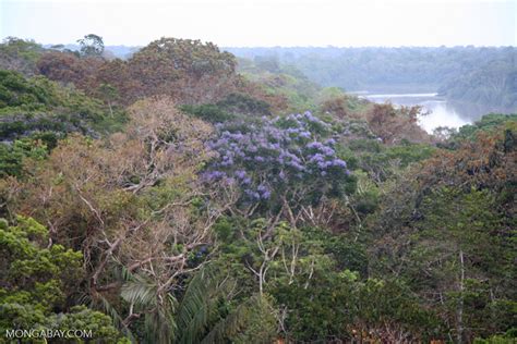 Purple Flowering Tree In The Rainforest Canopy