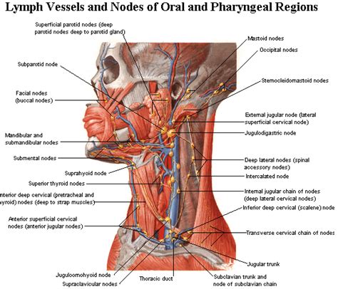 Lymph nodes are small solid structures placed at varying points along the lymphatic system such as the groin, armpit and mesentery. The lymph nodes in the neck