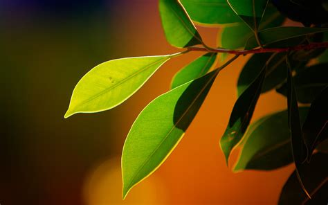 Wallpaper Sunlight Nature Plants Branch Green Yellow Bokeh