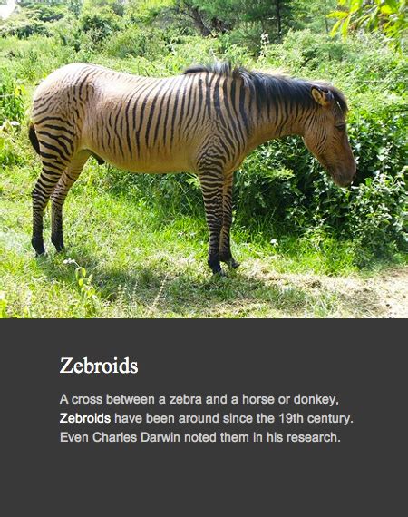 Amazing Hybrid Animals You Never Knew Existed Techeblog