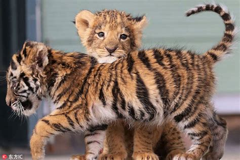 Heart Warming Cute Tiger And Lion Cubs Become Best Friends In Japanese