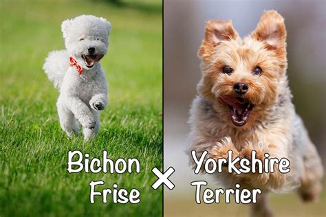 Bichon Yorkie Bichon Frise X Yorkshire Terrier Mix All You Need To
