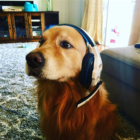 Anyone For Fortnite Rgoldenretrievers