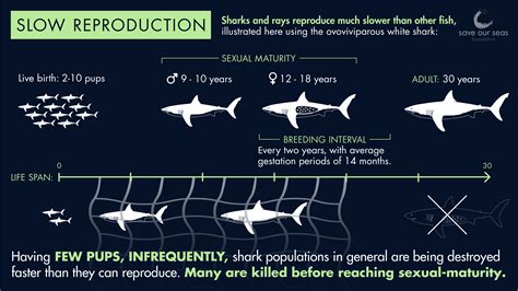 How Does Slow Reproduction Affect Sharks And Rays Save Our Seas
