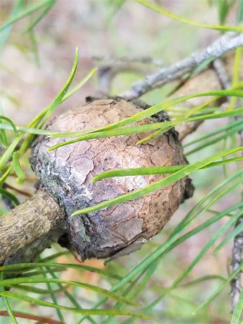 Maryland Biodiversity Project Eastern Pine Gall Rust Cronartium