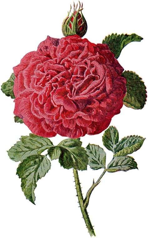 Spectacular Vintage Large Red Rose And Bud Graphic The Graphics Fairy