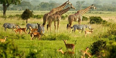 Safari Animals 15 Iconic Animals To Spot On A Game Drive ️
