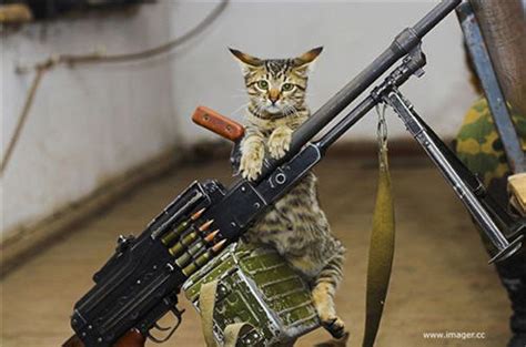 Funny Cats With Machine Guns