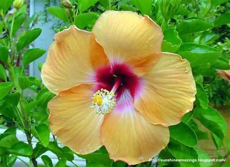 Sun Shines Hibiscus Flowers Wallpapers
