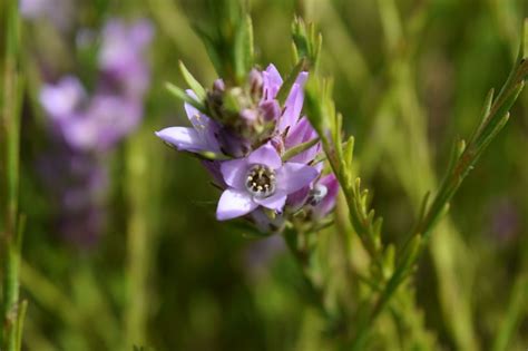 Blue Wax Flower Philotheca Nodiflora Nativ By Plantrite