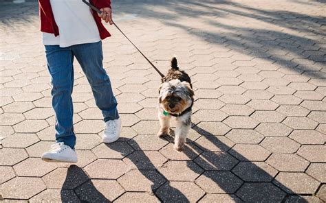 Tips Para Pasear A Mi Perro En Tiempos De Calor Y Que No Se Lastime Diario De Xalapa