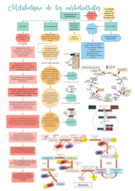 Solution Mapa Conceptual Metabolismo De Los Carbohidratos Studypool Sexiz Pix