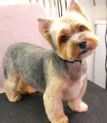 This is a listing for just the design file. Yorkie Haircuts Diy Ice Pack - yorkie haircuts