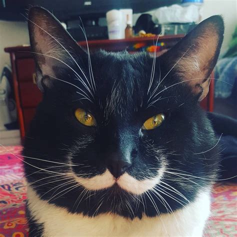 Man Finds Tuxedo Cat With Purrfect Stache And Gentle Heart