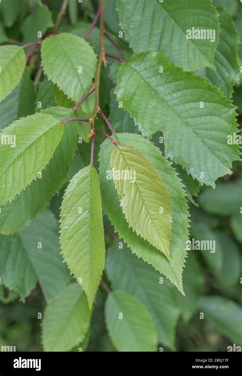 Serrated Toothed Leaves Of A Cherry Tree Hanging Down Precise Species