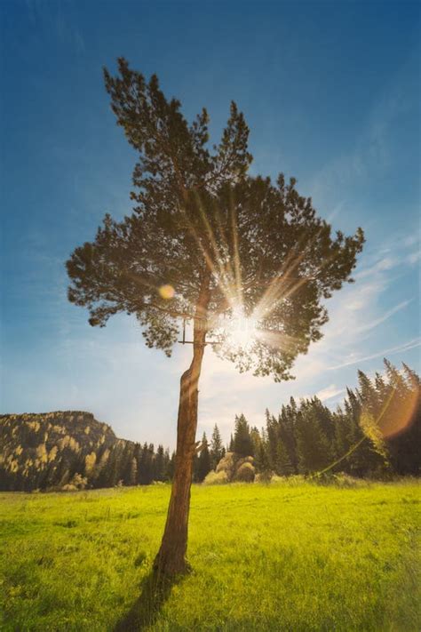Single Pine Tree Stock Image Image Of Yellow Peaceful 30330935