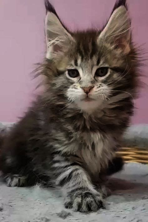 When you are ready, contact the cat breeders, rescues or pet owners of your favorite kittens to learn more and plan your visit. Free Kittens For Adoption Near Me - Kitten