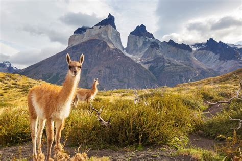 El Calafate To Torres Del Paine Best Routes And Travel Advice Kimkim