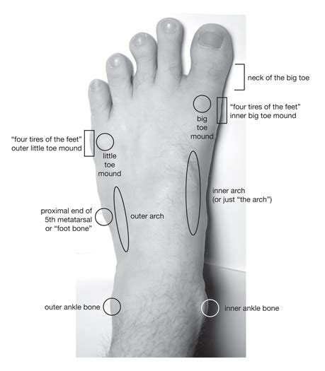 Diagram Of The Foot 101 Diagrams