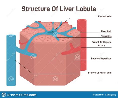 Hepatic Lobule Anatomy With Anatomic Liver Unit Structure Outline