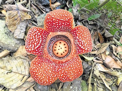 Rafflesia Blooms Greet Lent Hikers Inquirer News
