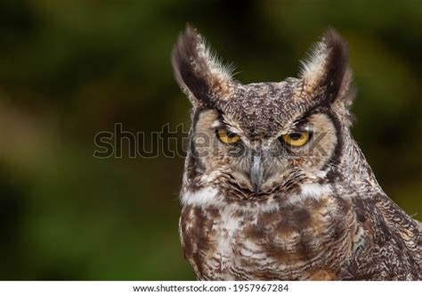 1656 Owl Angry Stock Photos Images And Photography Shutterstock