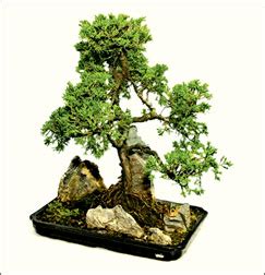 Bonsai acer juniper bonsai mame bonsai bonsai styles deco nature miniature trees bonsai garden succulents garden growing tree. Features | Online edition of Daily News - Lakehouse Newspapers