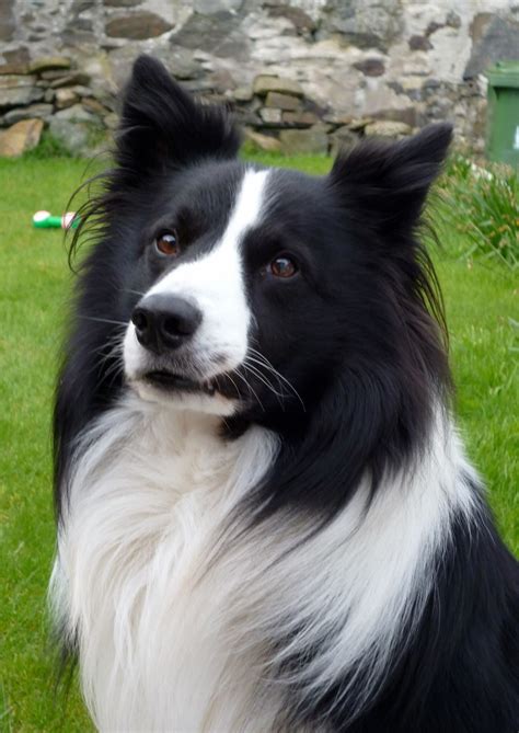 Beautiful Border Collie Border Collie Collie Cute Dogs
