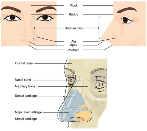 Interesting Nose Facts Human Body Cool Kid Facts